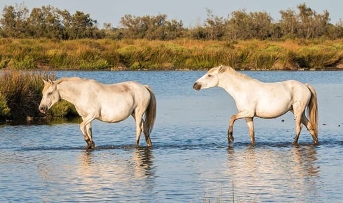 Camargue chevaux