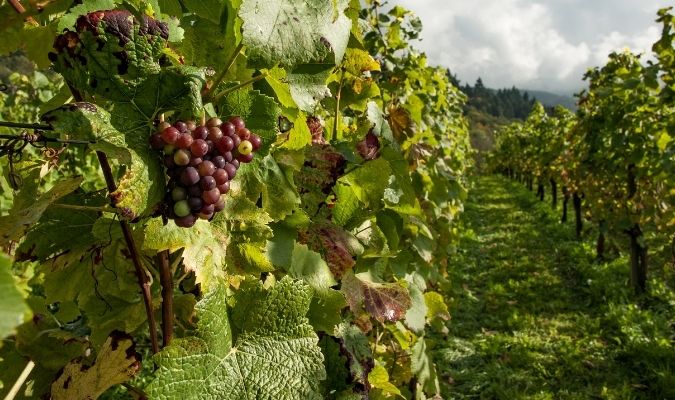 camping proche vignoble