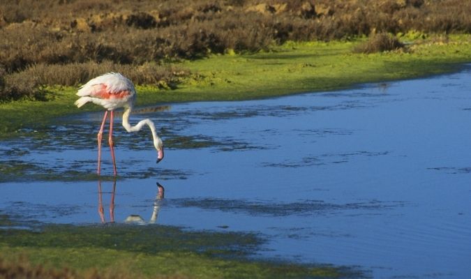 herault visite oiseaux